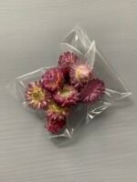 Геліхризум фіолетовий (10 шт) - Геліхризум