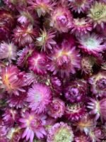 Геліхризум фіолетовий (10 шт) - Геліхризум