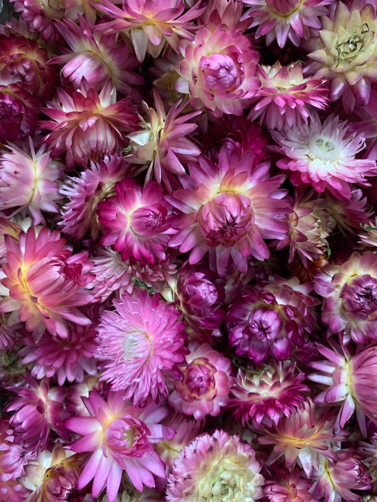 Геліхризум фіолетовий (10 шт) - Геліхризум Геліхризум фіолетовий (10 шт) - Геліхризум