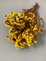 Статиця стабілізована жовта на помаранчевому стеблі 40 г - Стабілізовані квіти