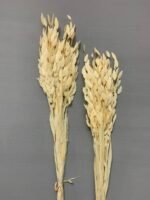 Хасмантіум вибілений сухоцвіт 15 шт - Інше