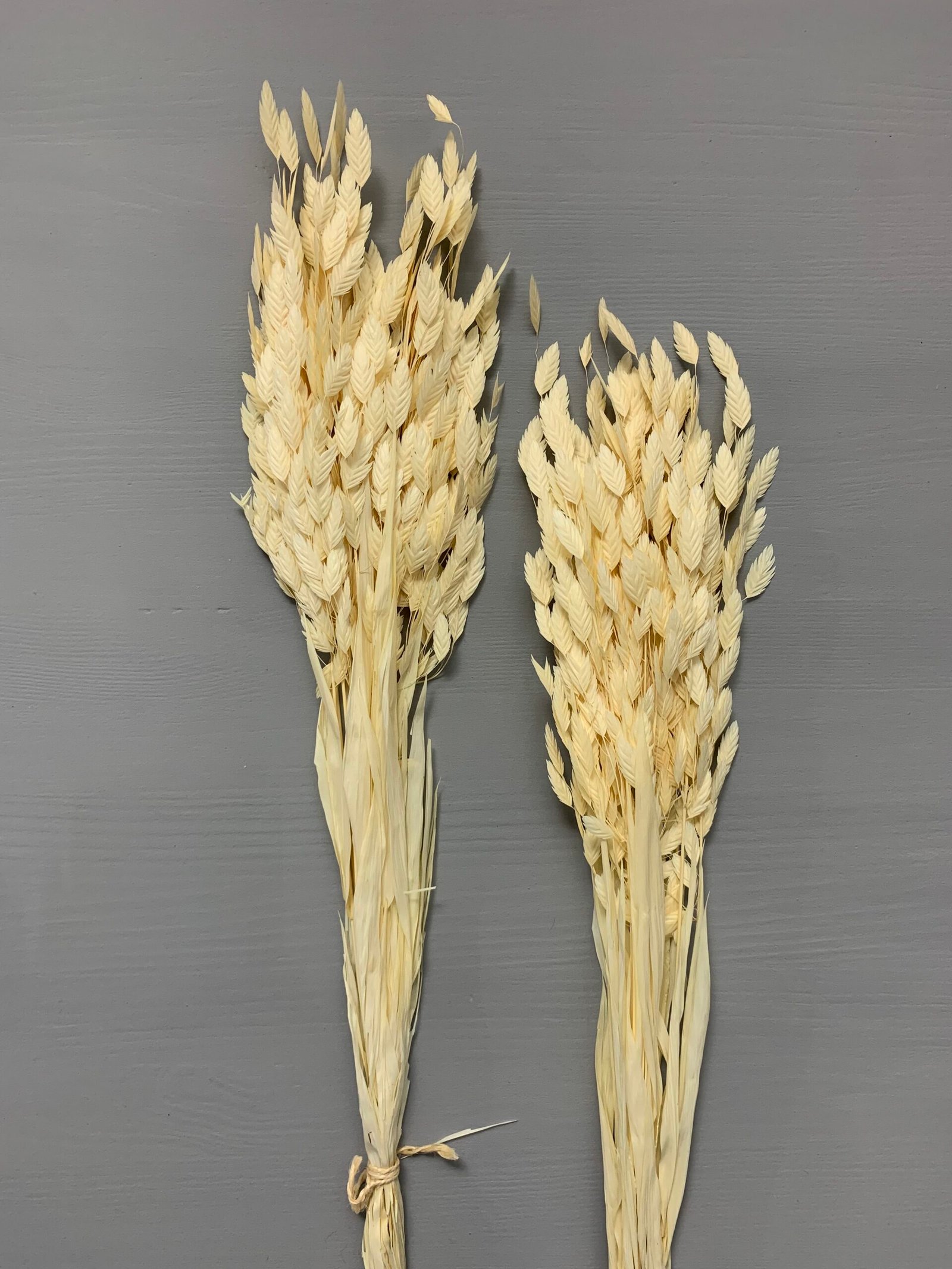 Хасмантіум вибілений сухоцвіт 15 шт - Інше Хасмантіум вибілений сухоцвіт 15 шт - Інше