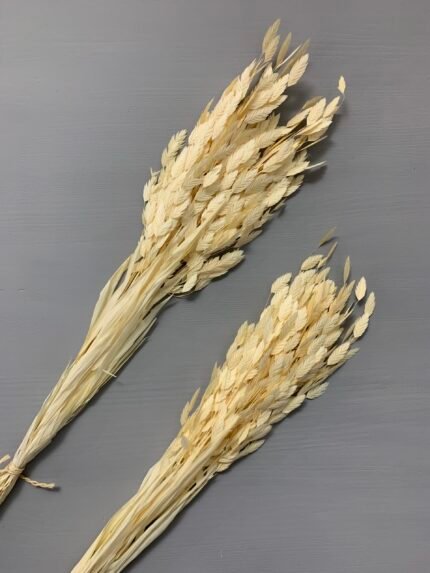 Хасмантіум вибілений сухоцвіт 15 шт - Інше