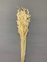 Хасмантіум вибілений сухоцвіт 15 шт - Інше