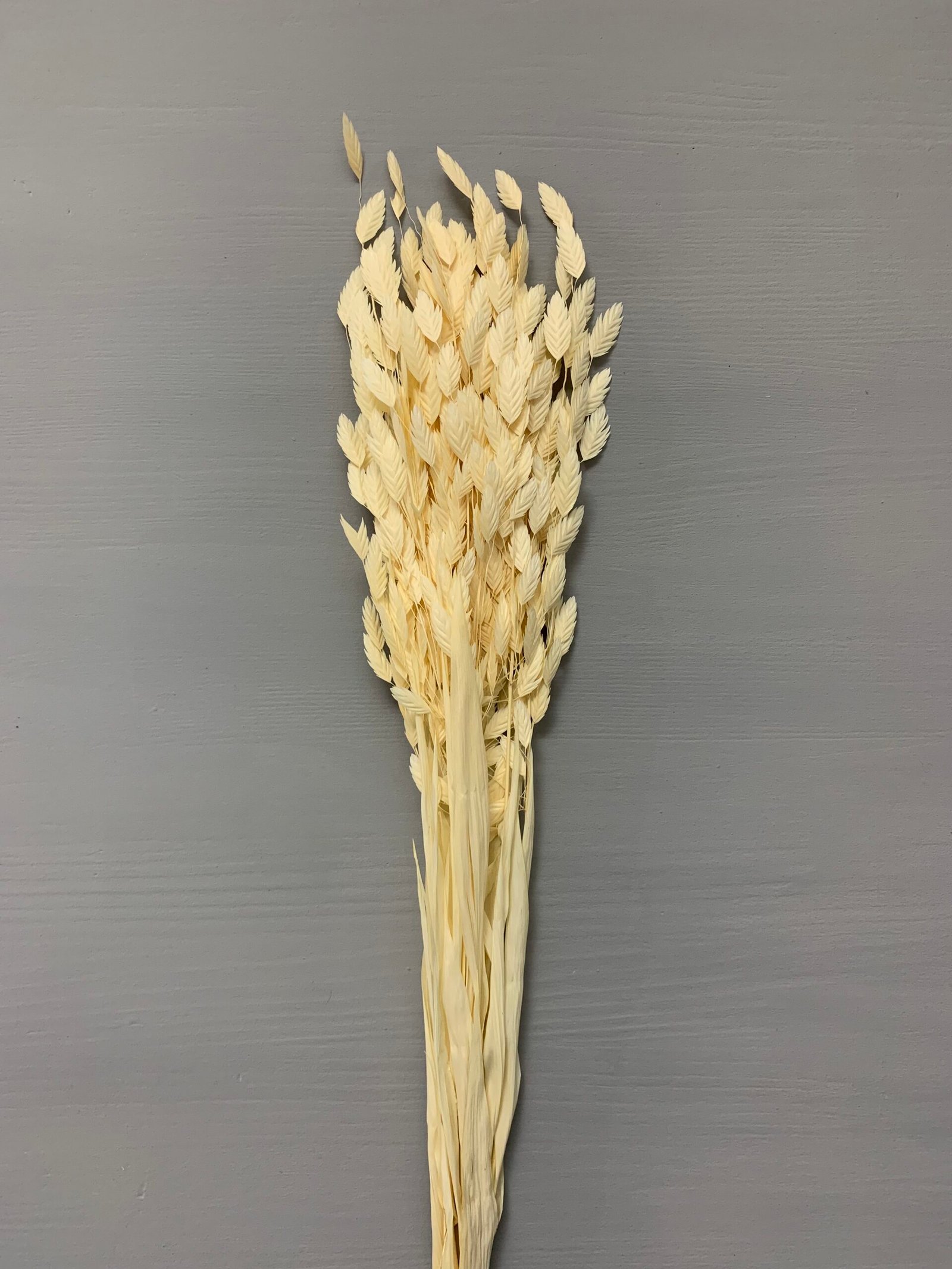 Хасмантіум вибілений сухоцвіт 15 шт - Інше Хасмантіум вибілений сухоцвіт 15 шт - Інше