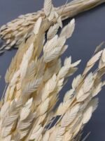 Хасмантіум вибілений сухоцвіт 15 шт - Інше