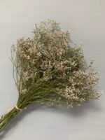 Статиця широколиста натуральна стабілізована 40 г - Статиця