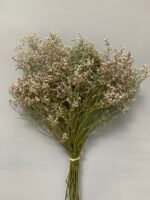 Статиця широколиста натуральна стабілізована 40 г - Статиця