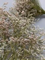 Статиця широколиста натуральна стабілізована 40 г - Статиця