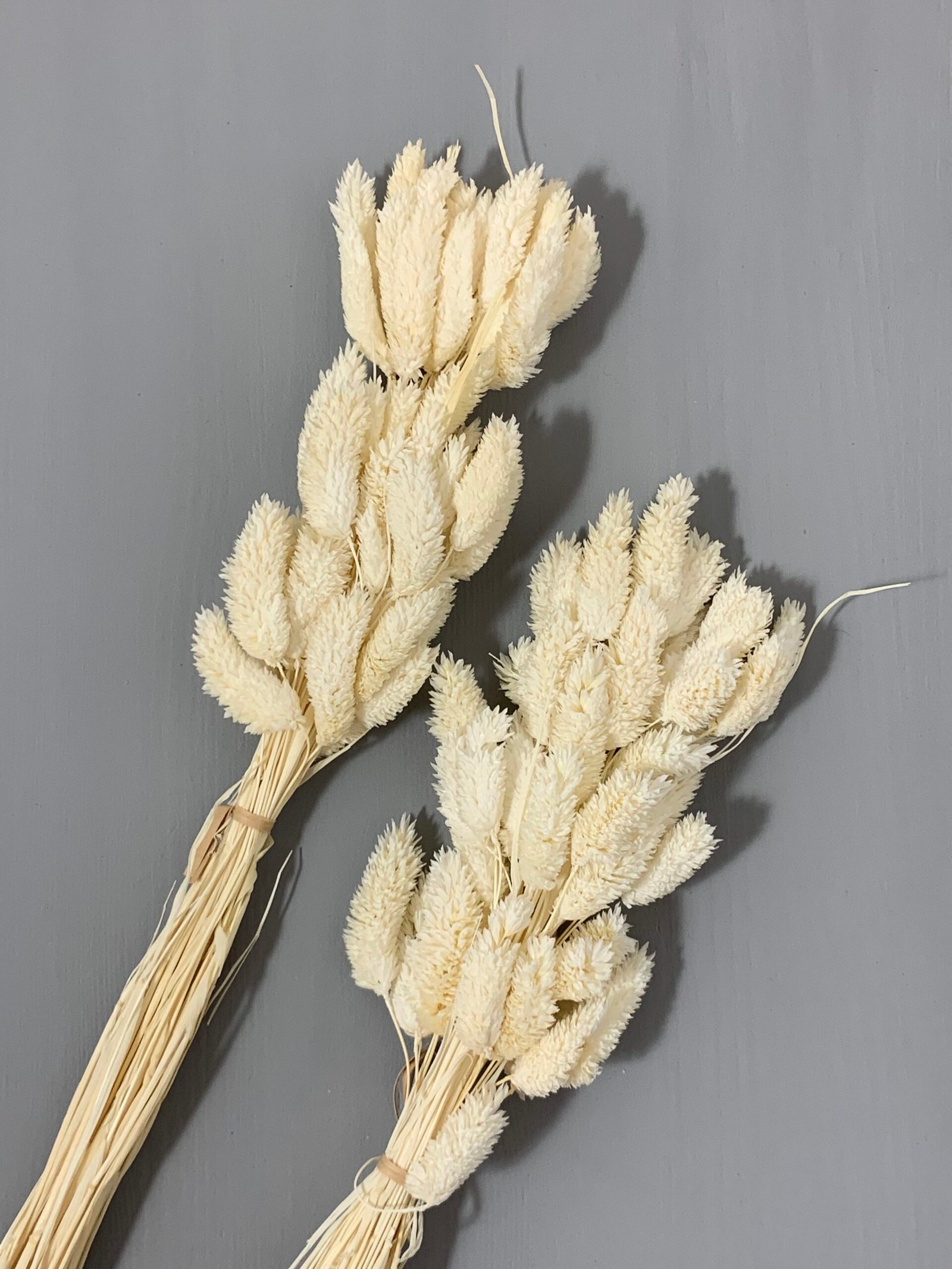 Фаляріс білий (60 гр) - Фаляріс Фаляріс білий (60 гр) - Фаляріс