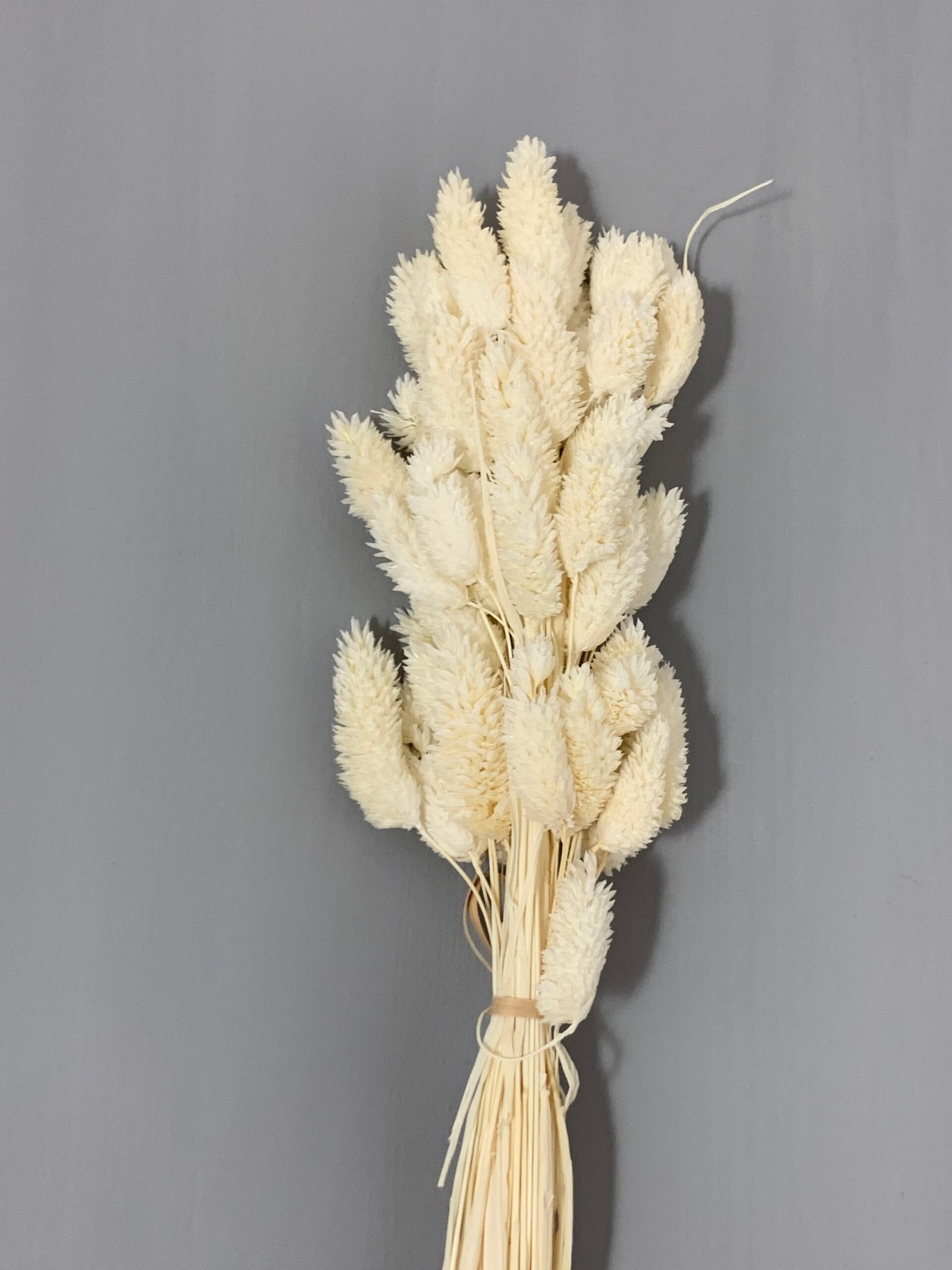 Фаляріс білий (60 гр) - Фаляріс Фаляріс білий (60 гр) - Фаляріс