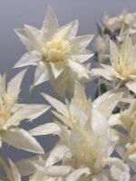 Сафлор стабілізований вибілений, 8-9 квіточок - Сафлор стабілізований