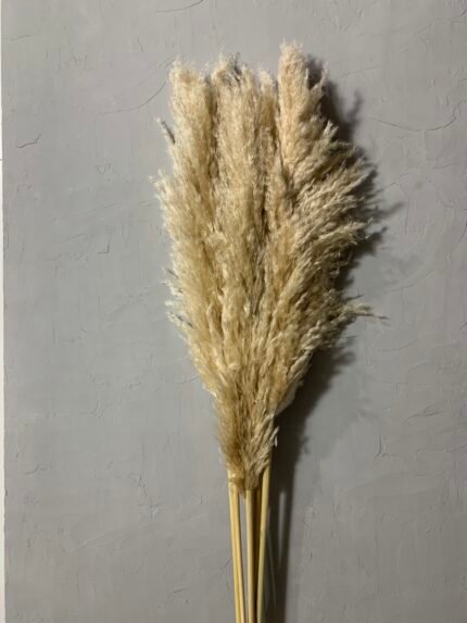 Пампас висвітлений 120 см, пухнаста частина 60 см (3 шт) - Кортадерія