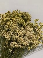 Лімоніум стабілізований біло-жовтий на зеленому стеблі 120 г - Лімоніум стабілізований