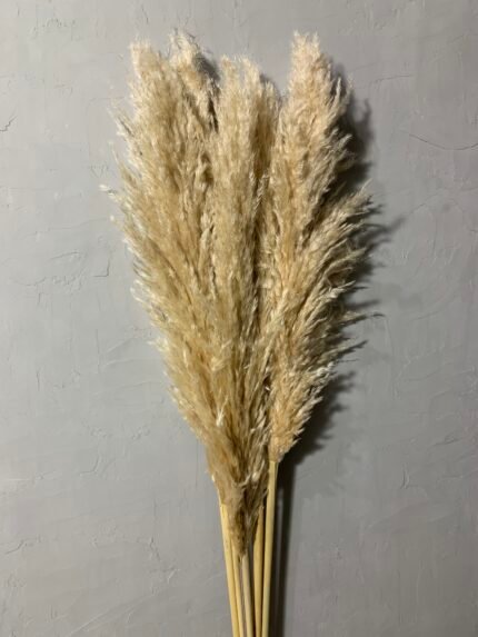 Пампас висвітлений 120 см, пухнаста частина 60 см (3 шт) - Кортадерія