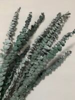 Евкаліпт стабілізований зелено-синій baby blue 40-65 см 5 гілок - Евкаліпт стабілізований