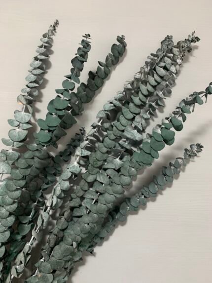 Евкаліпт стабілізований зелено-синій baby blue 40-65 см 5 гілок - Евкаліпт стабілізований