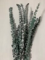 Евкаліпт стабілізований зелено-синій baby blue 40-65 см 5 гілок - Евкаліпт стабілізований