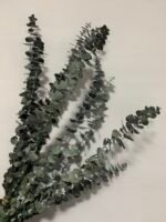 Евкаліпт стабілізований зелений baby blue 40-65 см - Евкаліпт стабілізований