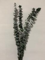 Евкаліпт стабілізований зелений baby blue 40-65 см - Евкаліпт стабілізований