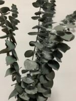 Евкаліпт стабілізований зелений baby blue 40-65 см - Евкаліпт стабілізований