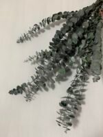 Евкаліпт стабілізований зелений baby blue 40-65 см - Евкаліпт стабілізований