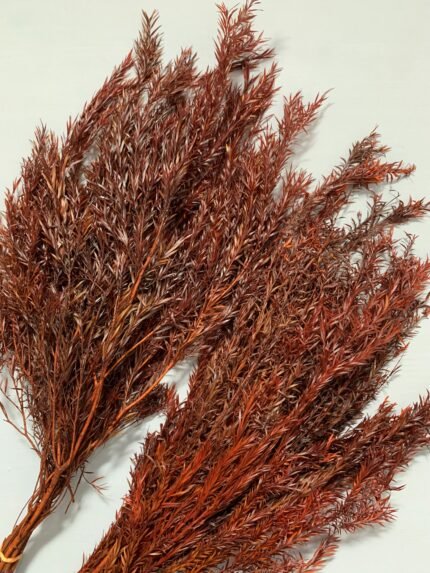 Гілки чайного дерева коричнево-помаранчеві - Гілки чайного дерева стабілізо