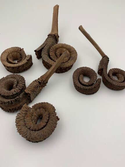 Сухоцвіт Palm Ring ( 12-15 см) 3 шт ІІ сорт - Інше