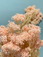 Озотамнус стабілізований світло-рожевий 70 г - Озотамус стабілізований