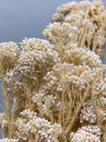 Озотамнус стабілізований вибілений перламутровий 70 г - Озотамус стабілізований