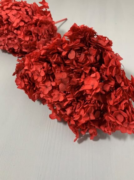 Гортензія стабілізована бордова на короткому стеблі - Гортензія стабілізована