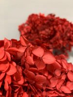 Гортензія стабілізована бордова на короткому стеблі - Гортензія стабілізована