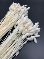 Фаляріс білий (90 гр) - Фаляріс