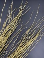 Гілки берези фарбовані золото ( 10 гілок ) - Гілки