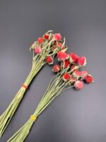 Гомфрена червона, сухоцвіт, 15 шт - Дрібні квіти