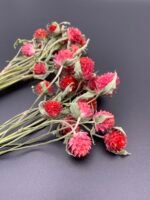 Гомфрена червона, сухоцвіт, 15 шт - Дрібні квіти
