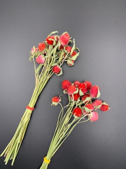 Гомфрена червона, сухоцвіт, 15 шт - Дрібні квіти