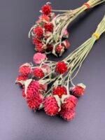 Гомфрена червона, сухоцвіт, 15 шт - Дрібні квіти