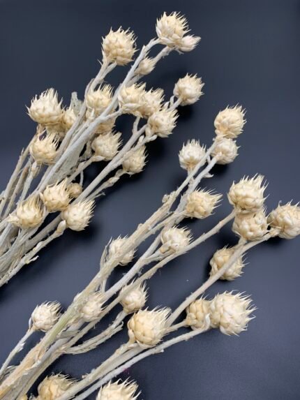 Артишок вибілений 5 гілок 15-20 бутонів - Артишок