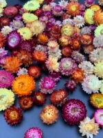 Геліхризум МІКС 100 шт - Геліхризум