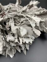 Ценерарія, листя сіре стабілізоване ( 5 шт ) - Листя стабілізовані