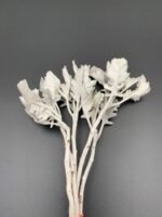 Ценерарія, листя сіре стабілізоване ( 5 шт ) - Листя стабілізовані