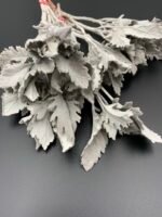 Ценерарія, листя сіре стабілізоване ( 5 шт ) - Листя стабілізовані