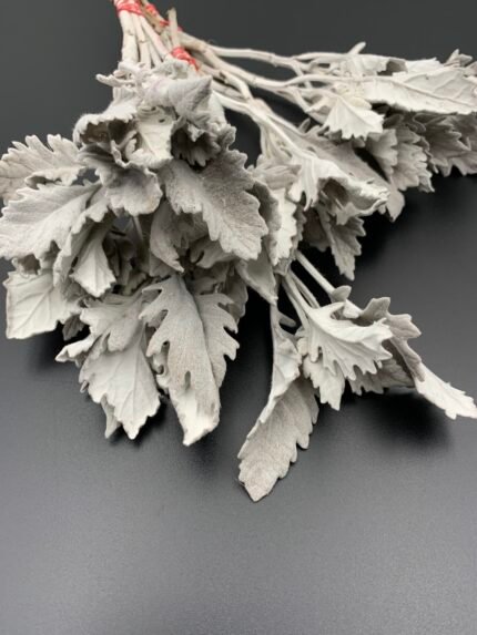 Ценерарія, листя сіре стабілізоване ( 5 шт ) - Листя стабілізовані