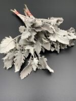 Ценерарія, листя сіре стабілізоване ( 5 шт ) - Листя стабілізовані