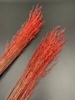 Панікум червоний (25 гілок) - Панікум