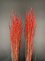 Панікум червоний (25 гілок) - Панікум