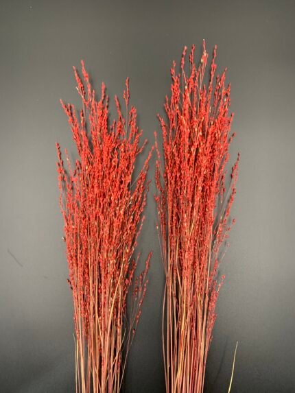 Панікум червоний (25 гілок) - Панікум