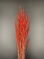 Панікум червоний (25 гілок) - Панікум