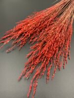 Панікум червоний (25 гілок) - Панікум